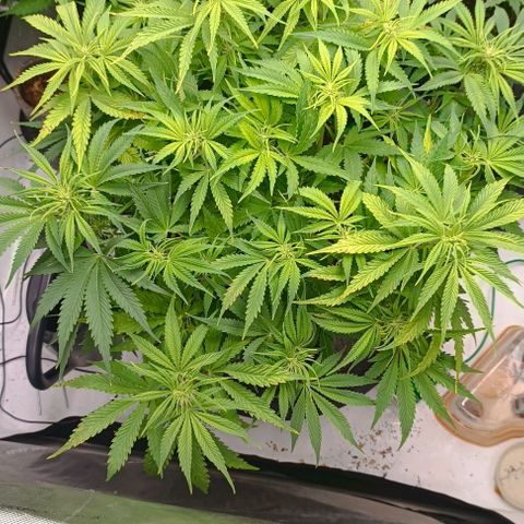 Purple Haze Auto #02. 06 growlog timeline photo