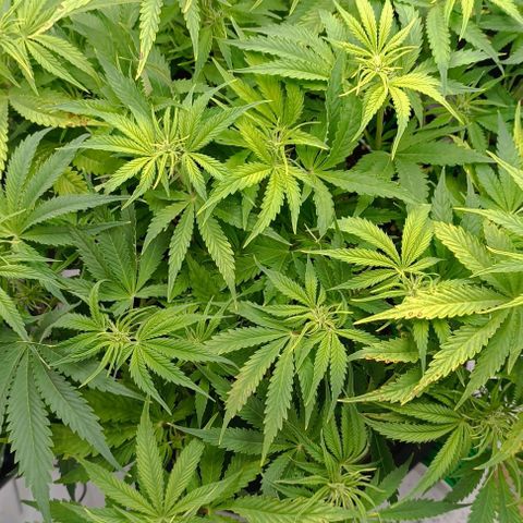Purple Haze Auto #02. 06 growlog timeline photo