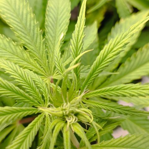 Purple Haze Auto #02. 06 growlog timeline photo