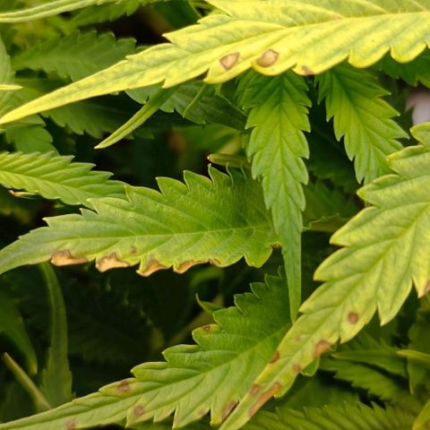 Purple Haze Auto #02. 06 growlog timeline photo