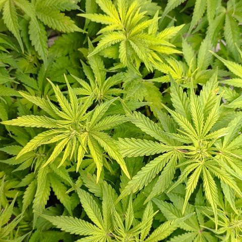Purple Haze Auto #01. 10 growlog timeline photo
