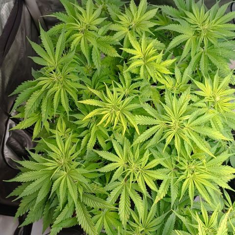 Purple Haze Auto #01. 10 growlog timeline photo