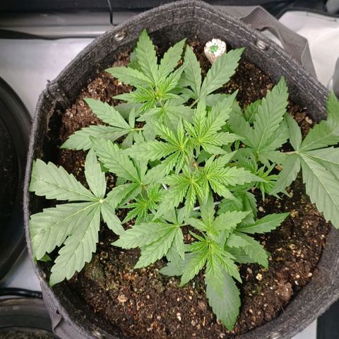 Wedding Cake Auto #03. 02 growlog timeline photo