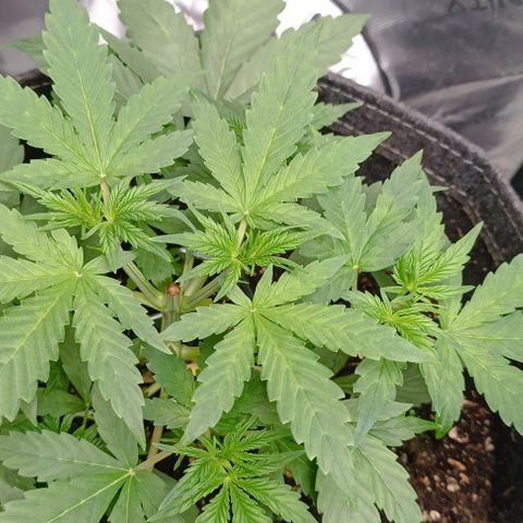 Wedding Cake Auto #03. 02 growlog timeline photo
