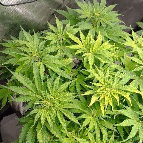 Purple Haze Auto #01. 10 growlog timeline photo