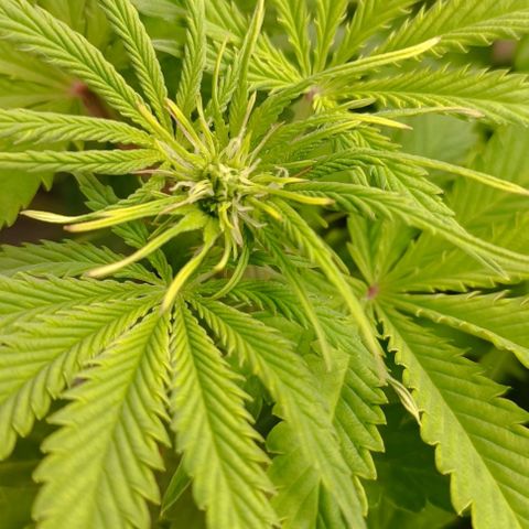 Purple Haze Auto #01. 10 growlog timeline photo