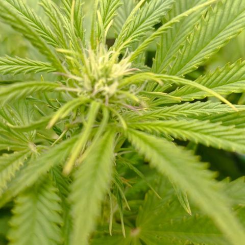 Purple Haze Auto #02. 06 growlog timeline photo