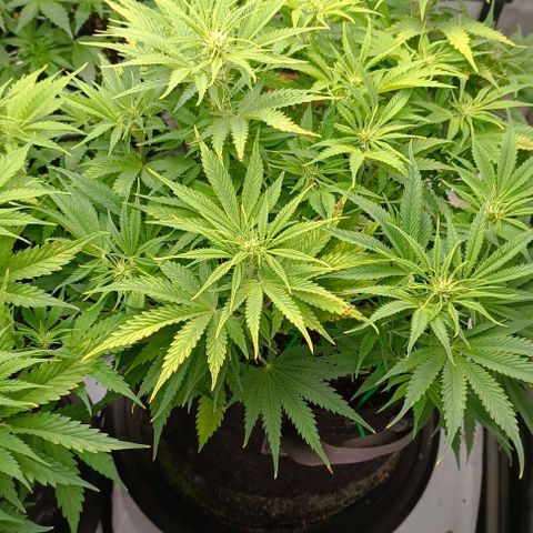 Purple Haze Auto #02. 06 growlog timeline photo