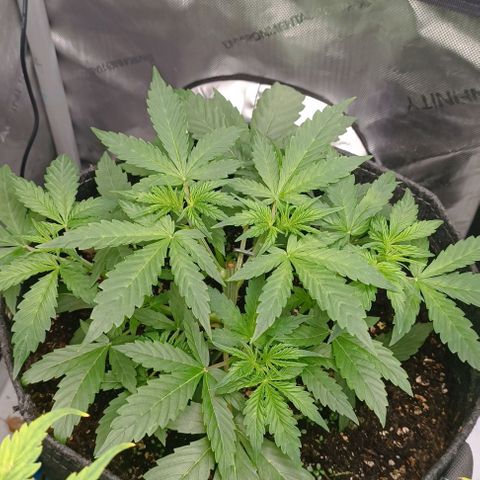 Wedding Cake Auto #03. 02 growlog timeline photo