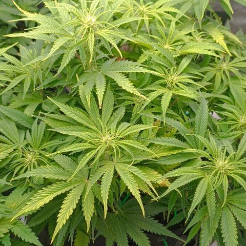 Purple Haze Auto #02. 06 growlog timeline photo
