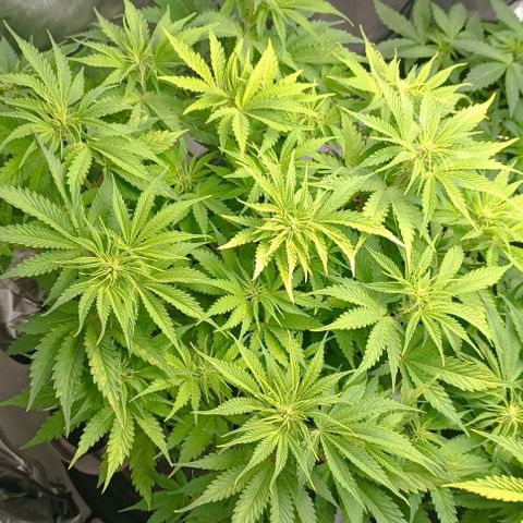 Purple Haze Auto #01. 10 growlog timeline photo