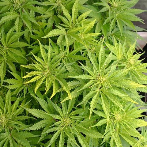 Purple Haze Auto #01. 10 growlog timeline photo