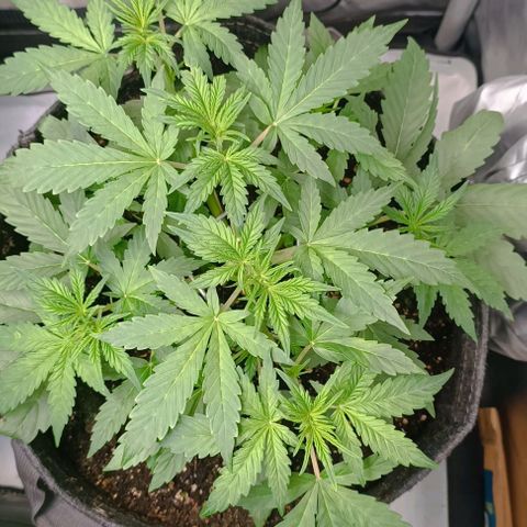Wedding Cake Auto #03. 02 growlog timeline photo