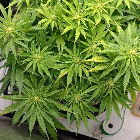 Purple Haze Auto #02. 06 growlog timeline photo