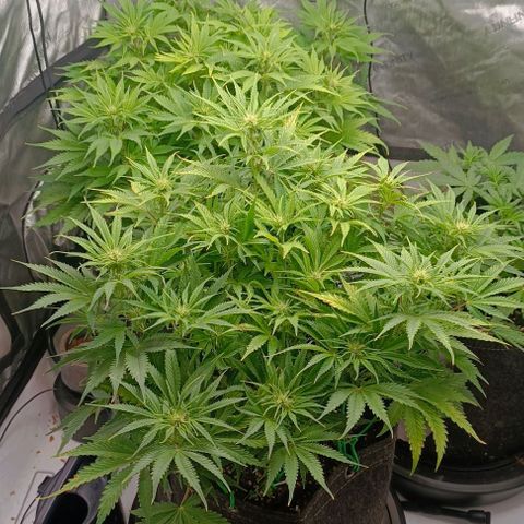 Purple Haze Auto #02. 06 growlog timeline photo