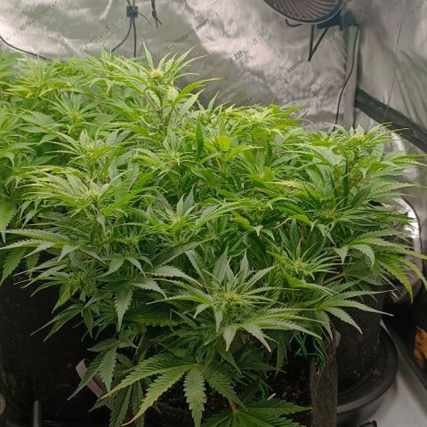 Purple Haze Auto #02. 06 growlog timeline photo