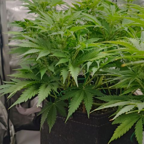 Purple Haze Auto #01. 10 growlog timeline photo