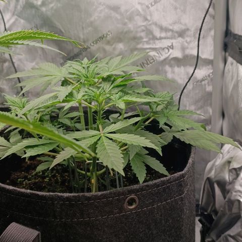 Wedding Cake Auto #03. 02 growlog timeline photo