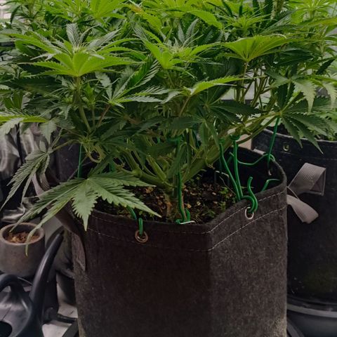 Purple Haze Auto #02. 06 growlog timeline photo