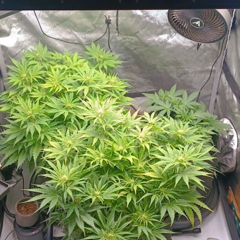Purple Haze Auto #02. 06 growlog timeline photo