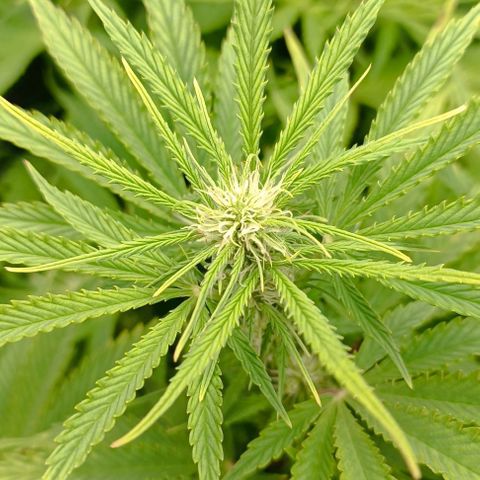 Purple Haze Auto #02. 06 growlog timeline photo