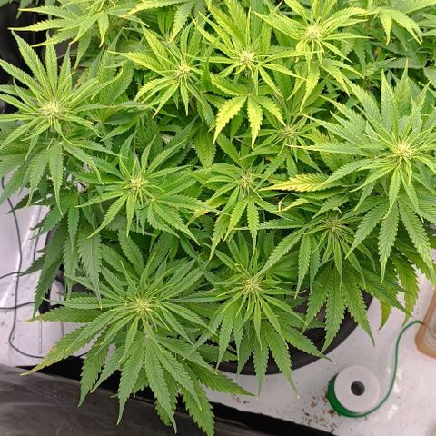 Purple Haze Auto #02. 06 growlog timeline photo