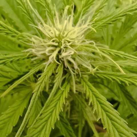 Purple Haze Auto #02. 06 growlog timeline photo
