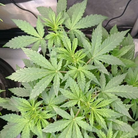 Wedding Cake Auto #03. 02 growlog timeline photo