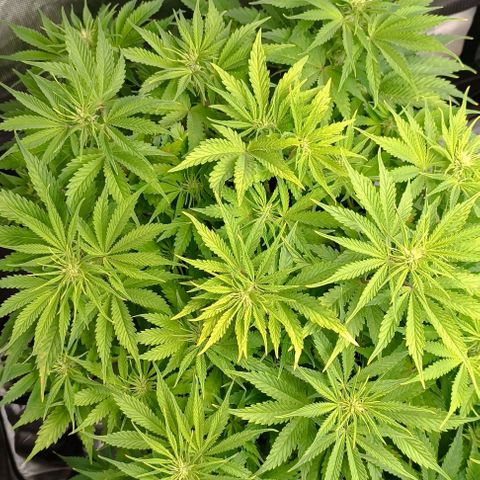 Purple Haze Auto #01. 10 growlog timeline photo