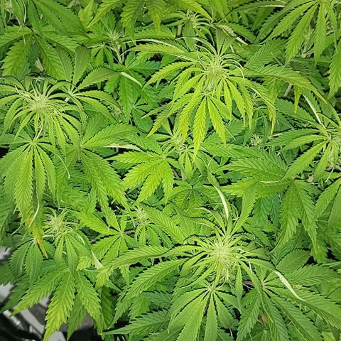 Purple Haze Auto #01. 10 growlog timeline photo