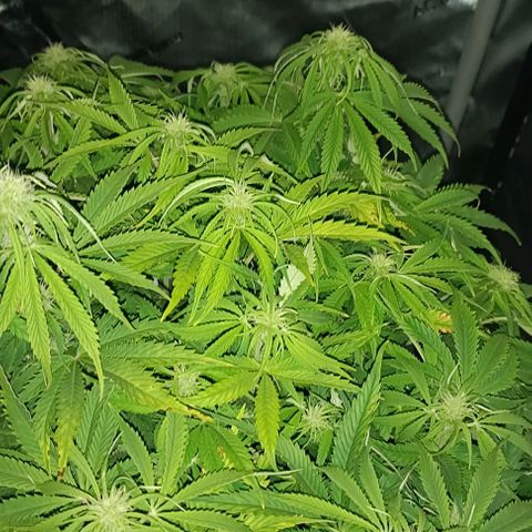 Purple Haze Auto #02. 06 growlog timeline photo