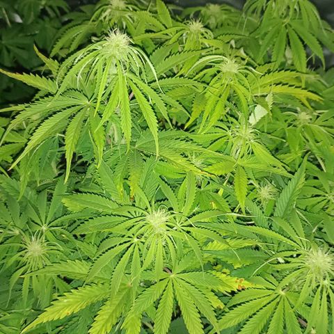 Purple Haze Auto #02. 06 growlog timeline photo