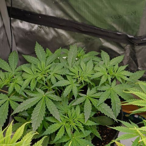 Wedding Cake Auto #03. 02 growlog timeline photo