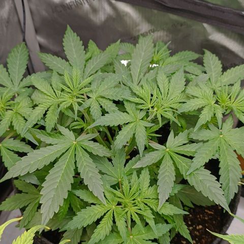 Wedding Cake Auto #03. 02 growlog timeline photo