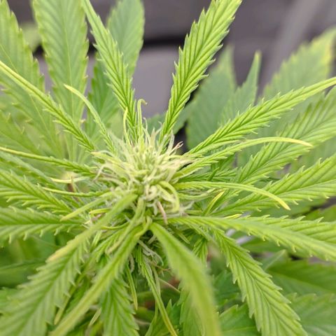 Purple Haze Auto #02. 06 growlog timeline photo