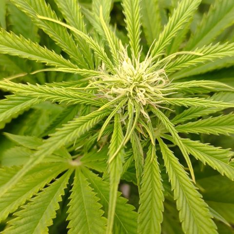 Purple Haze Auto #02. 06 growlog timeline photo