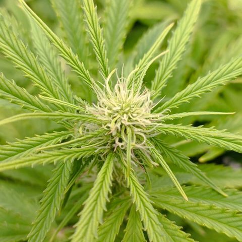 Purple Haze Auto #02. 06 growlog timeline photo