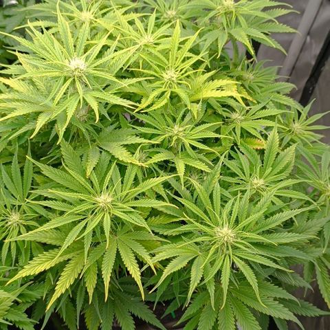 Purple Haze Auto #02. 06 growlog timeline photo