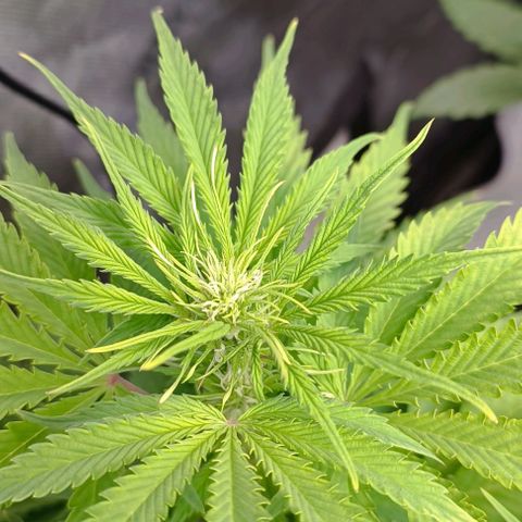 Purple Haze Auto #01. 10 growlog timeline photo