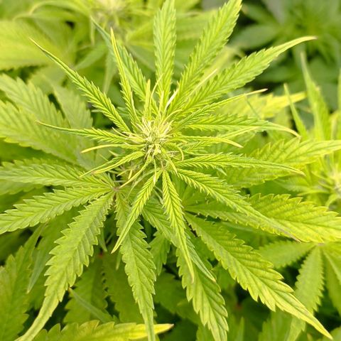 Purple Haze Auto #01. 10 growlog timeline photo