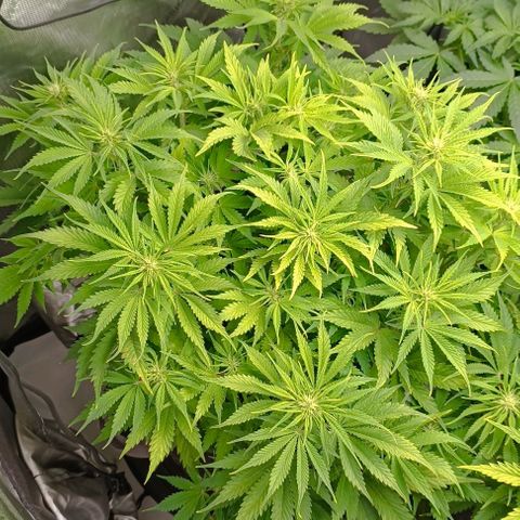 Purple Haze Auto #01. 10 growlog timeline photo