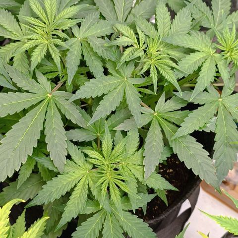 Wedding Cake Auto #03. 02 growlog timeline photo