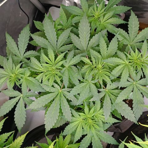 Wedding Cake Auto #03. 02 growlog timeline photo