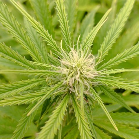 Purple Haze Auto #02. 06 growlog timeline photo