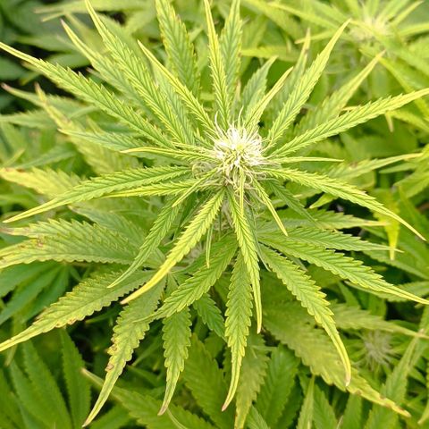 Purple Haze Auto #02. 06 growlog timeline photo