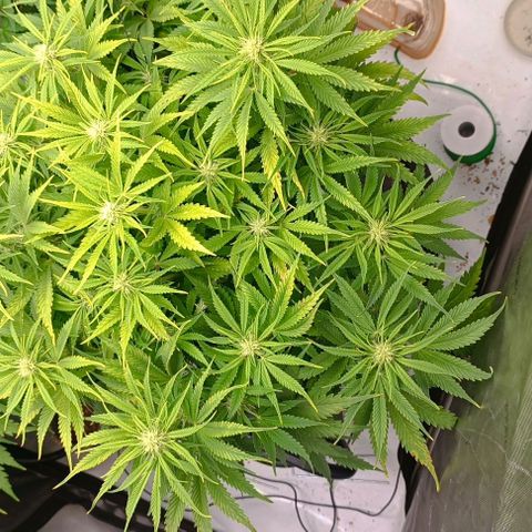 Purple Haze Auto #02. 06 growlog timeline photo