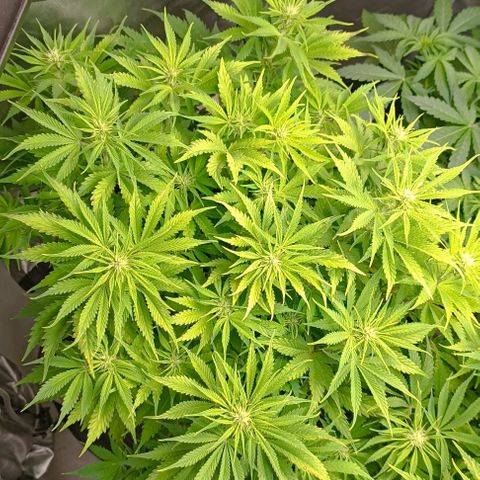 Purple Haze Auto #01. 10 growlog timeline photo