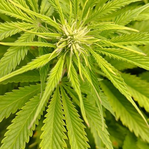 Purple Haze Auto #01. 10 growlog timeline photo