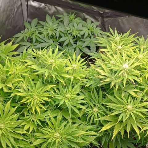 Purple Haze Auto #02. 06 growlog timeline photo