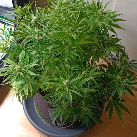 Purple Haze Auto #02. 06 growlog timeline photo